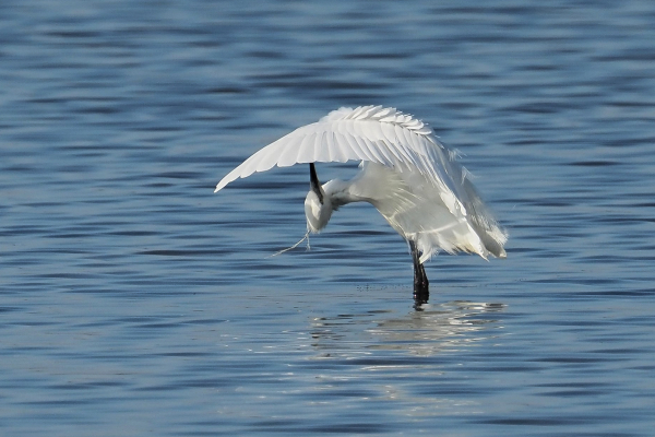 Toilette de l’Aigrette Garzette